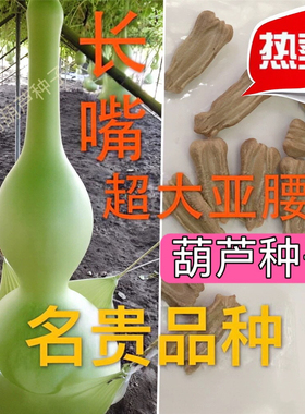 长嘴超大亚腰葫芦种子巨型特大籽