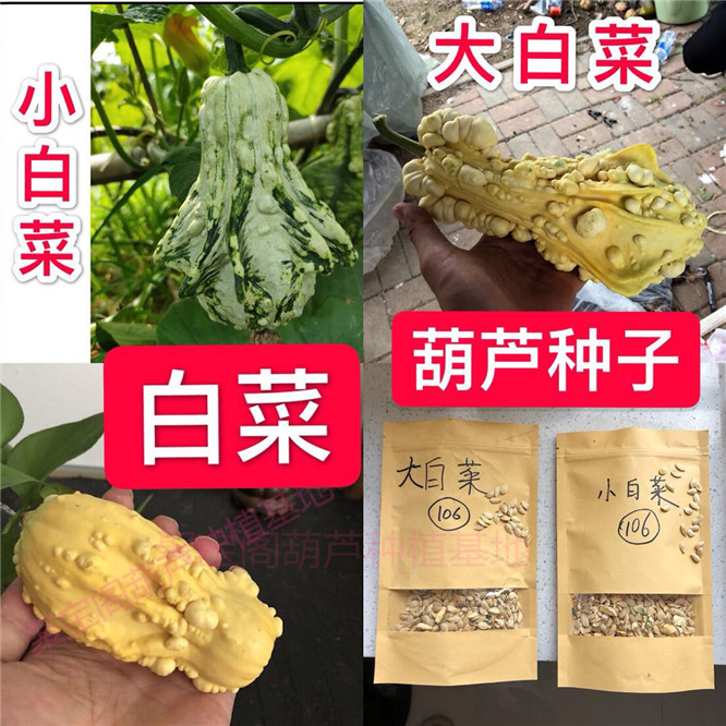 白菜葫芦种文玩手捻盆栽特大小号八宝天津嘴亚腰疙瘩飞碟瓢瓠子籽