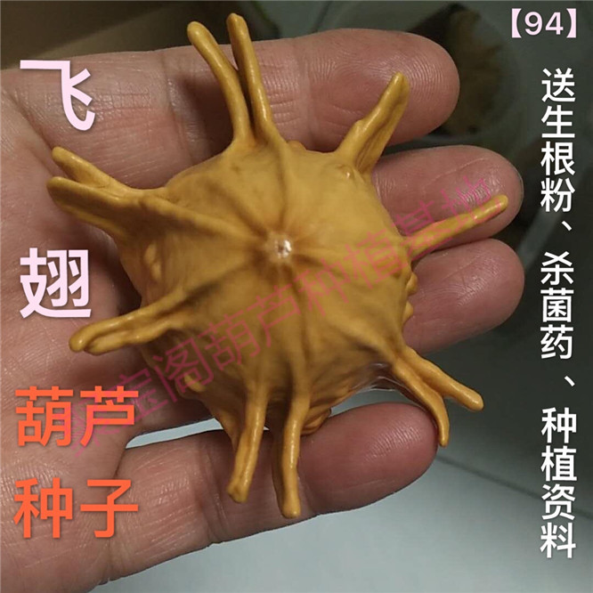 飞翅葫芦种盆栽手捻文玩飞碟疙瘩特大中号小八宝亚腰巨型瓢子籽-封面