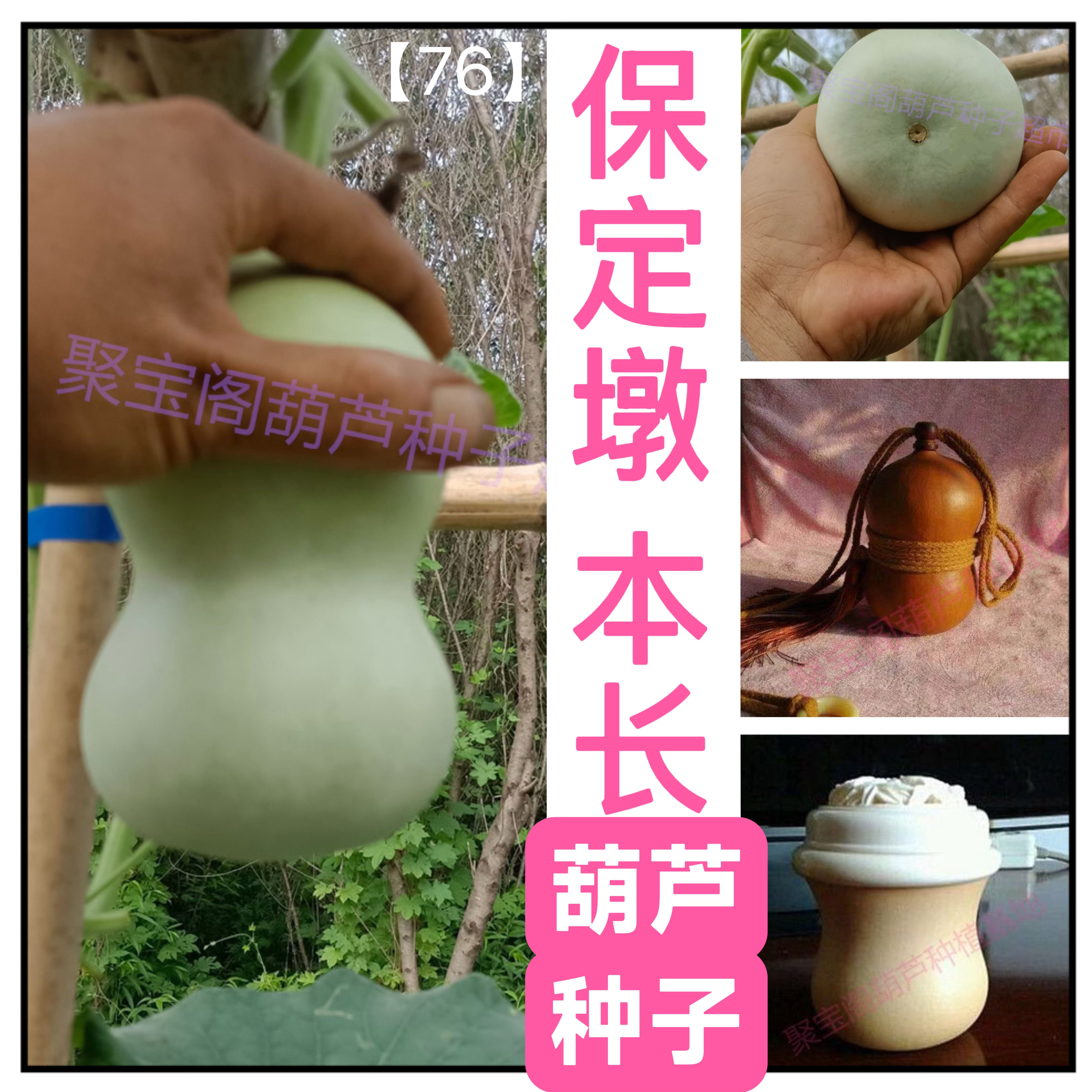 本长保定墩葫芦种蝈蝈蛐蛐黑白虫具酒葫芦特大中小八宝文玩子籽