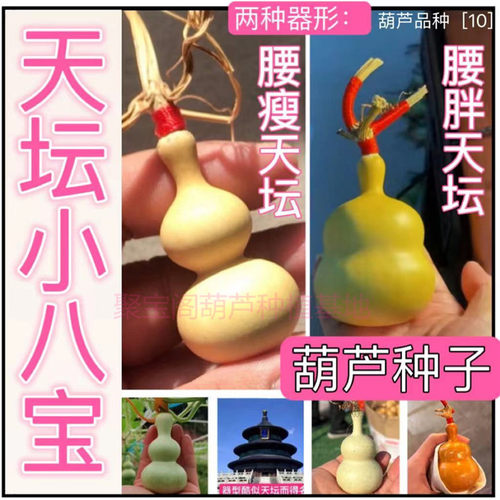 天坛小八宝葫芦种子籽手捻文玩