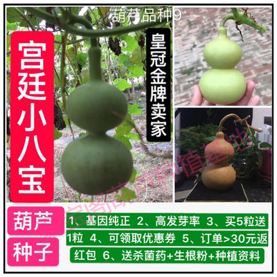 宫廷小八宝葫芦种子籽盆栽小葫芦