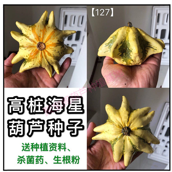 高桩海星葫芦种 飞碟疙瘩墨西哥南瓜科盆栽八宝亚腰莲花头子籽