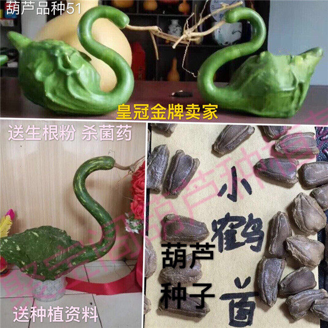 鹤首葫芦种天鹅油锤勒扎特小文玩阳台盆栽超大巨型莲花头瓠子瓢籽