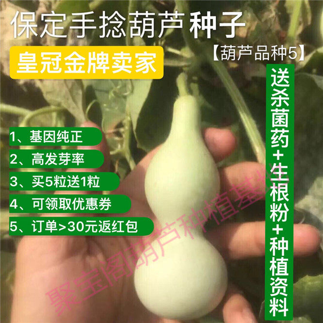 保定手捻葫芦种绝迹品种皮厚瓷实细腻本地特大中小八宝亚腰子籽