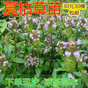 贵州夏枯草苖种草苗30株 新鲜现挖绿植花卉盆景本草植物凉茶 包邮