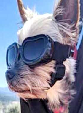 紫外线护目镜中小型犬太阳镜