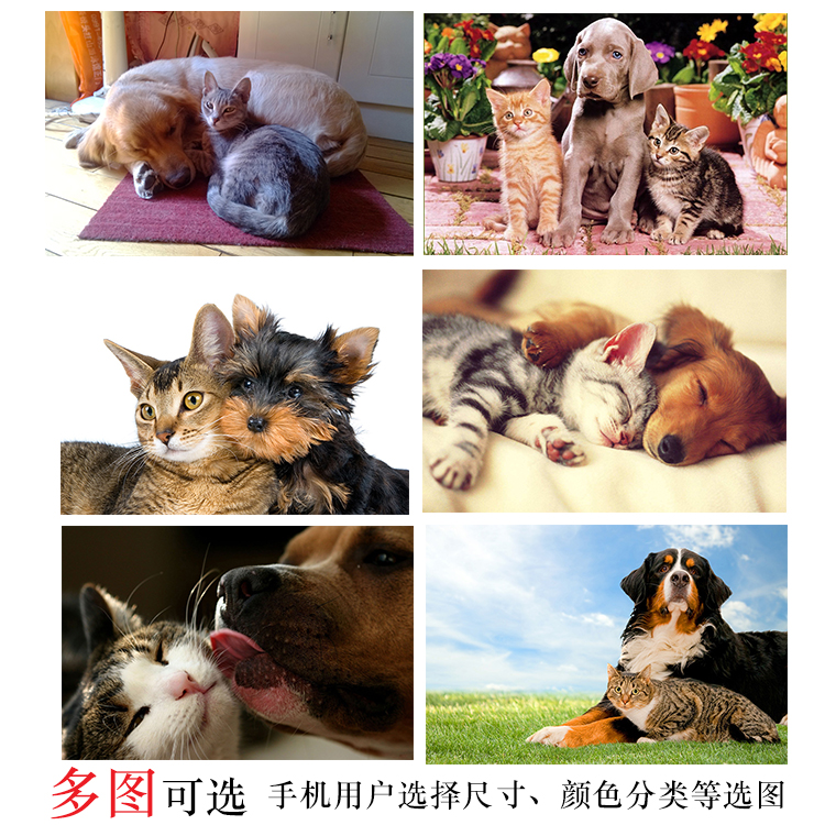 可爱狗狗和可爱猫咪萌宠亲昵海报宠物店装饰贴画猫和狗海报定制