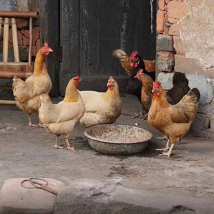 湖南衡阳本地农家土鸡