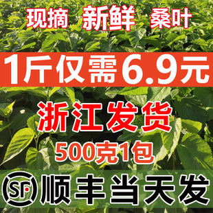 【顺丰当天发】桑叶新鲜蚕宝宝饲料鲜嫩桑叶喂蚕现摘大小蚕桑树叶