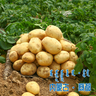 商都县二股地高地马铃薯 旱作土豆9斤