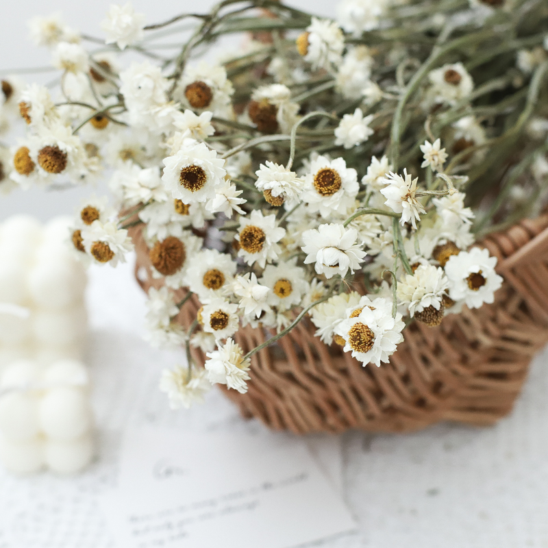 永生花家居装饰客厅插花摆件文艺小清新银苞菊小雏菊小野菊