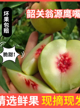 鹰嘴桃甜桃毛桃脆桃5斤广东