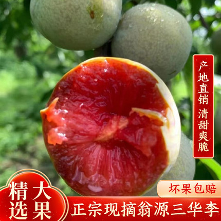 正宗翁源三华李新鲜李子孕妇水果现摘红心李甜脆爽口大果果园现摘