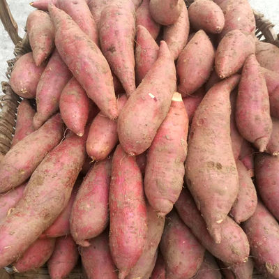已售罄！红薯新鲜现挖农家自种番薯烤地瓜5斤9斤红心黄心