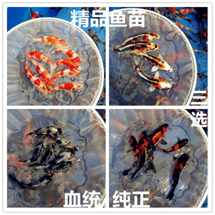 2025纯种日本锦鲤血统精品小鱼苗留养苗观赏鱼活体风水鱼顺丰包邮