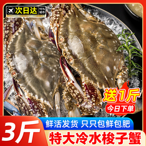 鲜活梭子蟹螃蟹新鲜野生飞蟹特大公蟹海蟹海鲜水产顺丰保鲜不保活