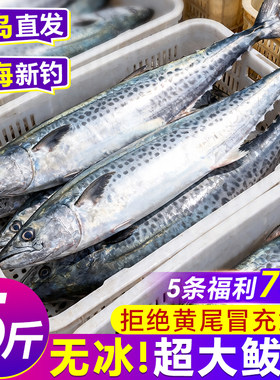 青岛大鲅鱼马鲛鱼新鲜活冷冻鲐鲅鱼特大整条燕鲅鱼生鲜海鲜鱼批发