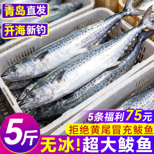 青岛大鲅鱼马鲛鱼新鲜活冷冻鲐鲅鱼特大整条燕鲅鱼生鲜海鲜鱼批发