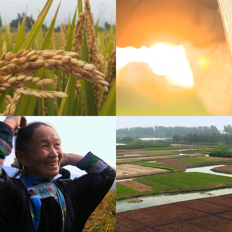 105农业C农村稻田农作物种植丰收田地实拍视频素材,商务/设计服务,设计素材/源文件,淘宝优惠券,粉丝福利购,淘宝优惠卷