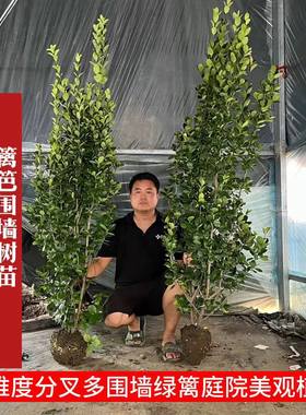 丛生北海道大叶黄杨苗围墙绿篱植物冬青树苗四季常青工程绿化树苗