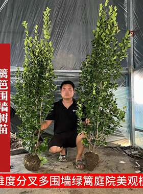 多分叉北海道黄杨庭院围墙绿篱美