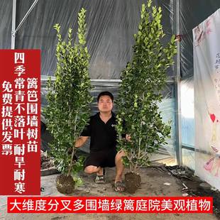 丛生北海道大叶黄杨苗围墙绿篱植物冬青树苗四季常青工程绿化树苗