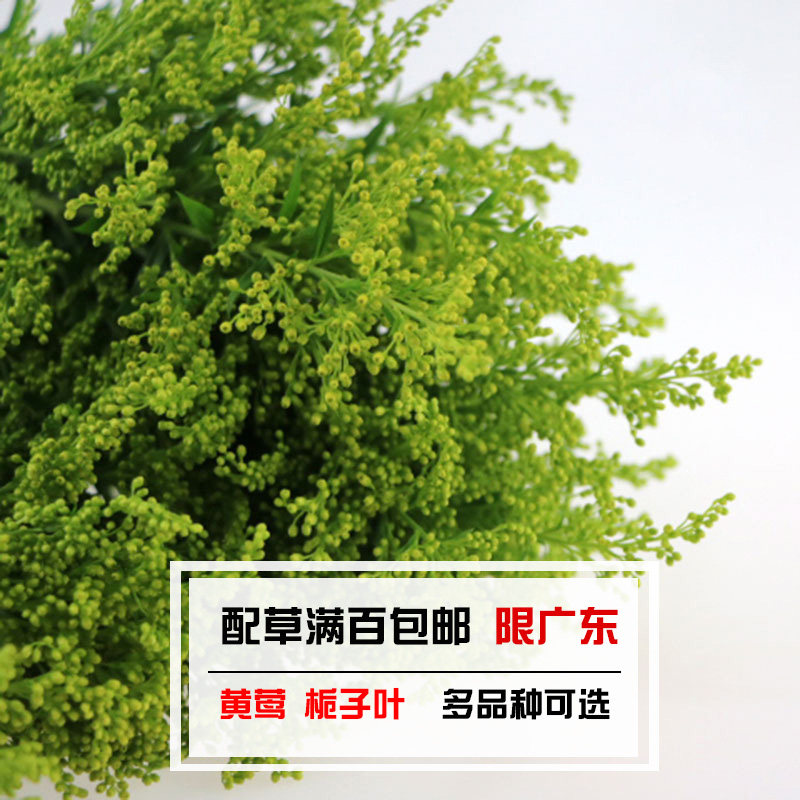 昆明配花栀子巴西叶 黄莺春兰批发 花束撘配草 生活鲜花订阅速递