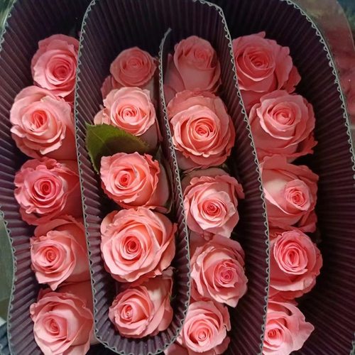 戴安娜玫瑰花云南昆明斗南基地直发水养百合鲜切花春节花束妇女节