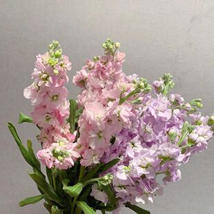 紫罗兰鲜花室内水培客厅插花情人节鲜切花花束带办公室水养插花