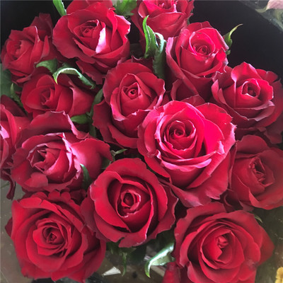 大红色玫瑰花云南昆明斗南基地直发水养百合鲜切花教师节礼物