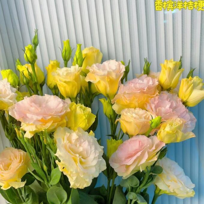 香槟色洋桔梗水养鲜花云南昆明基地直发同城速递百合玫瑰泡泡