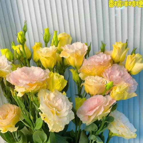 香槟色洋桔梗水养鲜花云南昆明基地直发同城速递百合玫瑰泡泡