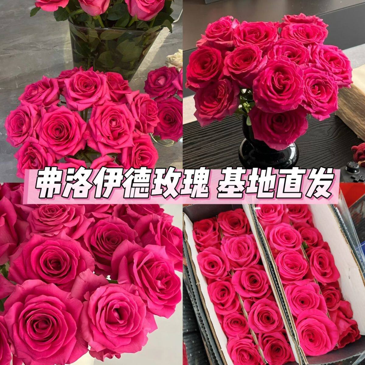 弗洛伊德玫瑰花云南昆明斗南基地直发水养百合鲜切花情人节包邮花