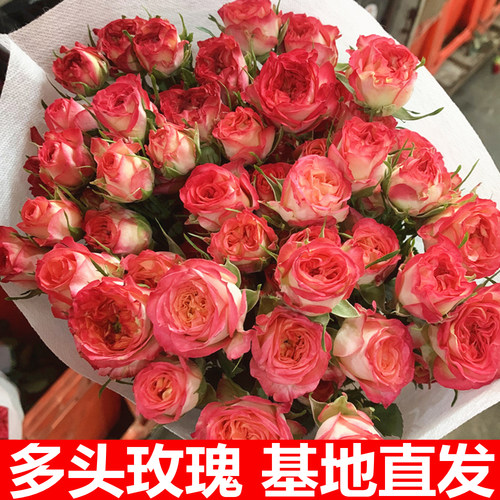 玫瑰花多头云南水养情人草520
