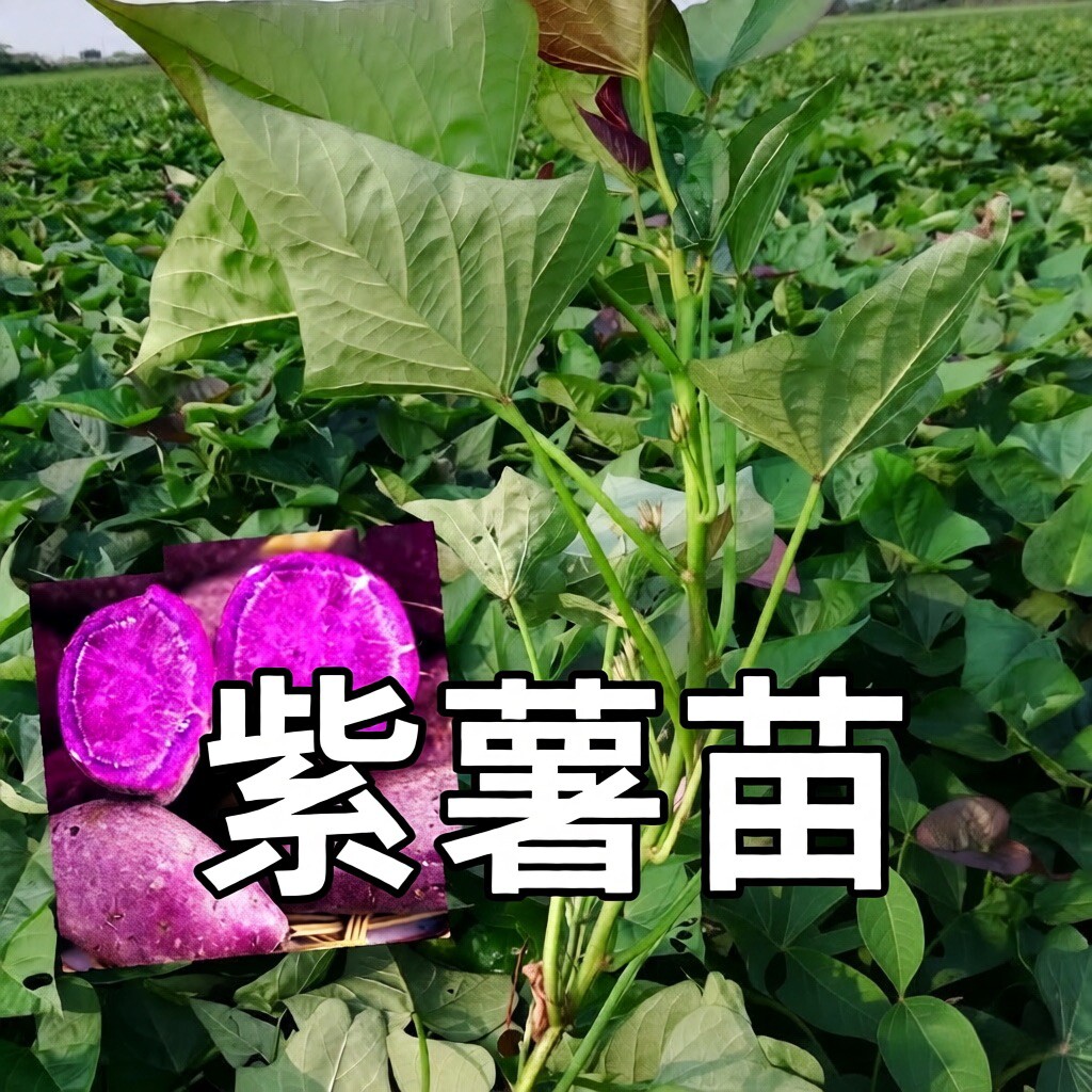 紫薯苗红薯苗紫罗兰薯苗地瓜苗露花卉林木种子/种苗/