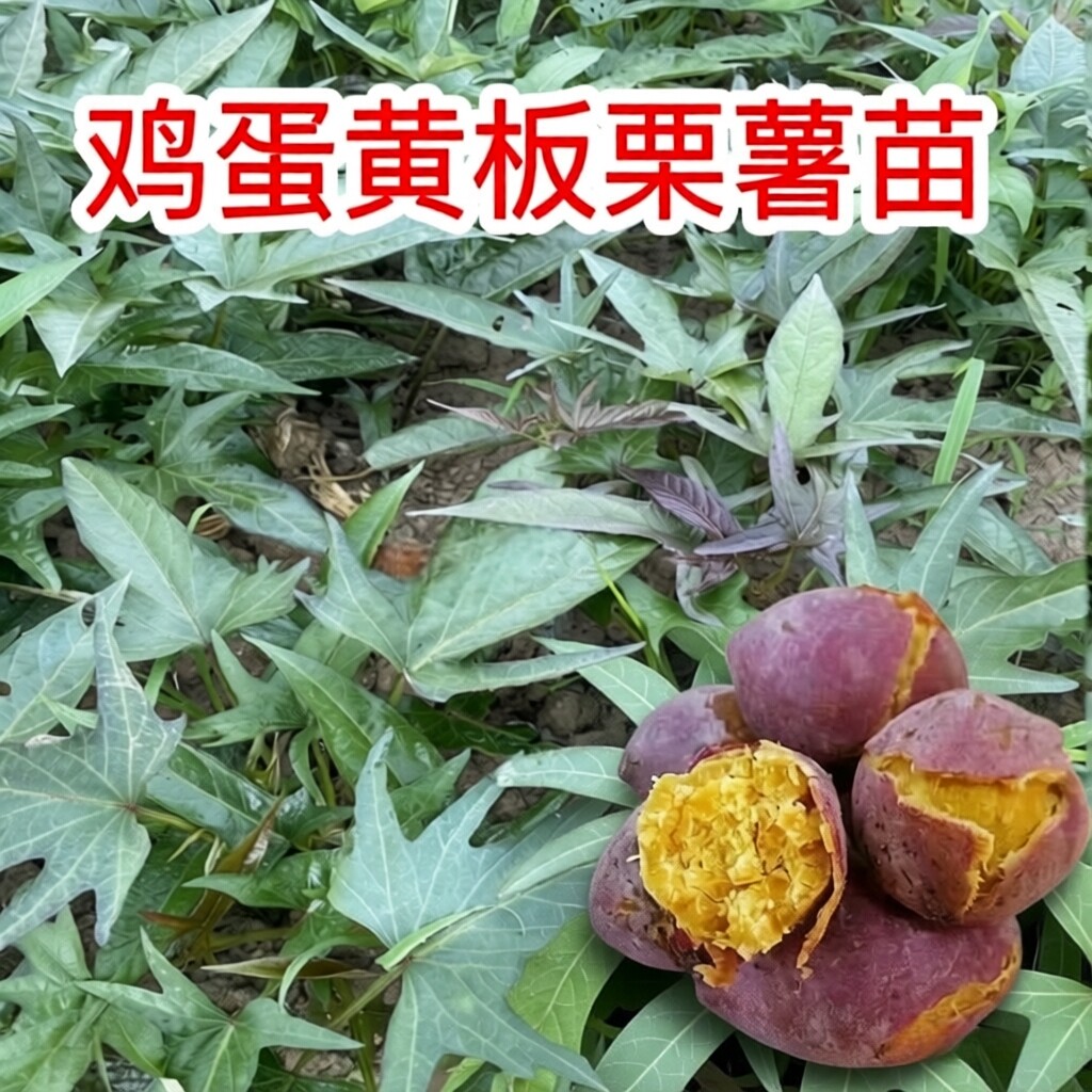 潮汕红皮板栗薯苗种苗藤苗易活现割现发地瓜秧苗高产红薯苗番薯苗图片