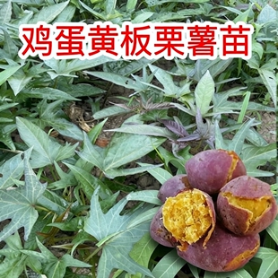 潮汕红皮板栗薯苗种苗藤苗易活现割现发地瓜秧苗高产红薯苗番薯苗