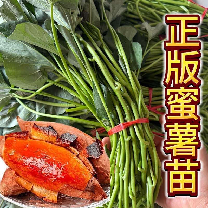 红心蜜薯秧苗高产西瓜红番薯藤苗露天种植红皮红心地瓜苗红薯苗