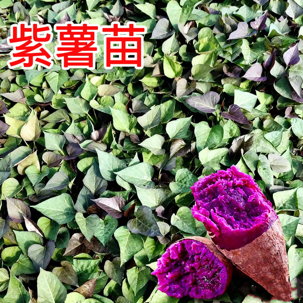 紫薯苗红薯苗紫罗兰薯苗地瓜苗现割藤苗露天种植种苗番薯苗秧苗