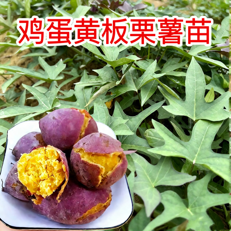 潮汕红皮板栗薯苗种苗藤苗易活现割现发地瓜秧苗高产红薯苗番薯苗图片