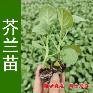 潮汕芥兰苗秧苗四季大笋香菇芥蓝苗鸡腿芥蓝苗秧苗蔬菜苗带土发货