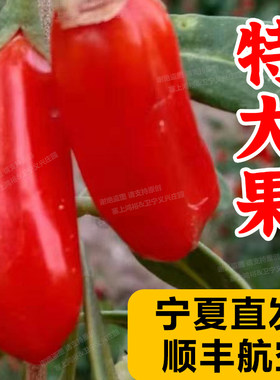 现货速发鲜果枸杞宁夏新鲜枸杞