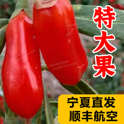 大粒头茬枸杞鲜果新鲜现摘即食枸杞子宁夏中宁大果水果礼盒装送礼
