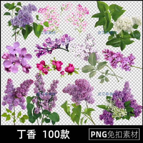 丁香png免扣图卡通丁香花朵花卉透明背景免抠PS设计素材