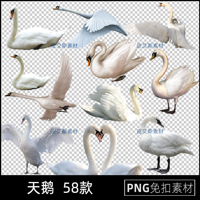 天鹅图片png免抠白鹅黑天鹅透明底插图PS后期合成设计素材