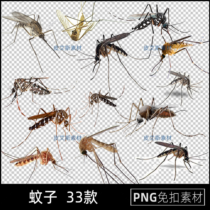 png免抠蚊子害虫实拍照片昆虫动物图片图案透明背景ps设计素材