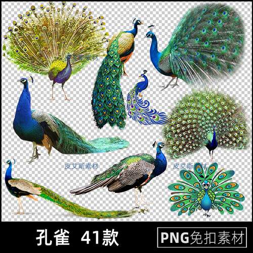 孔雀png免扣图开屏羽毛动物透明背景免抠PS设计素材