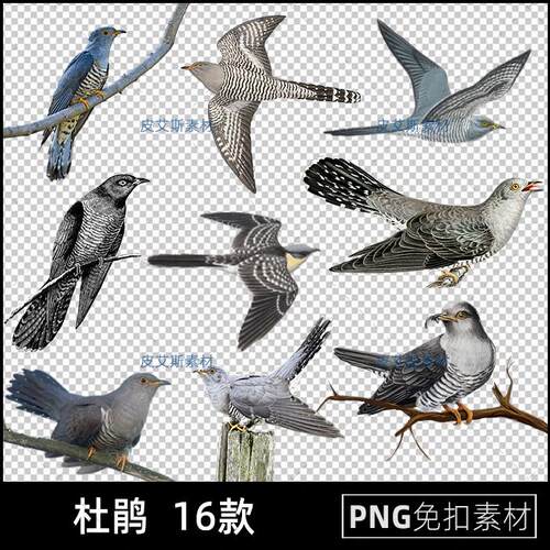 杜鹃png免扣图鸟类透明背景免抠PS设计素材