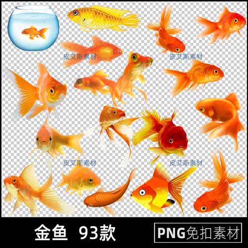 金鱼png免扣图鱼类鲤鱼动物国风透明背景免抠PS设计素材